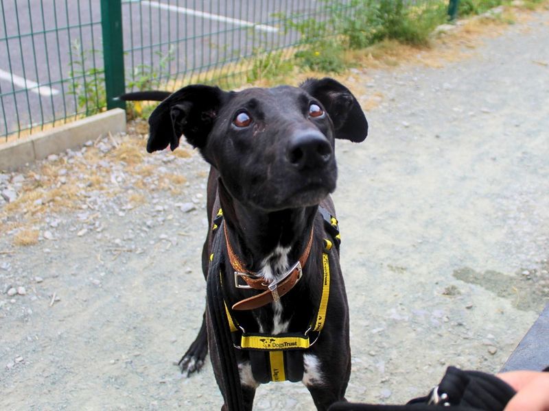 Storm | Lurcher | Manchester - 2