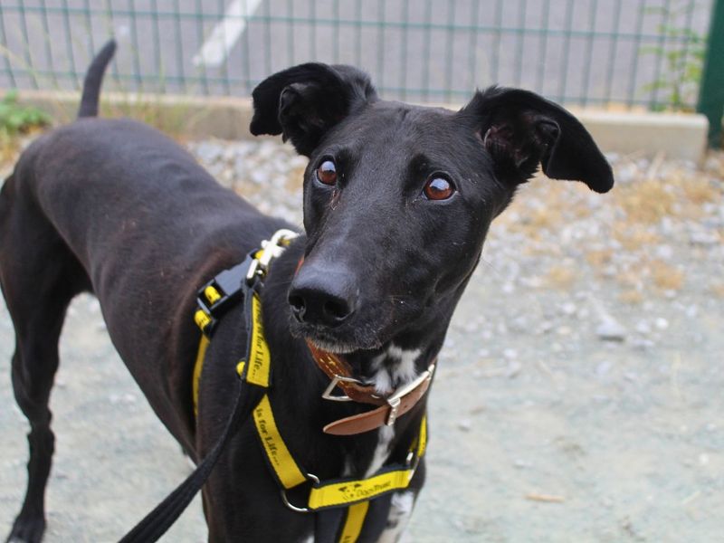 Storm | Lurcher | Manchester - 4