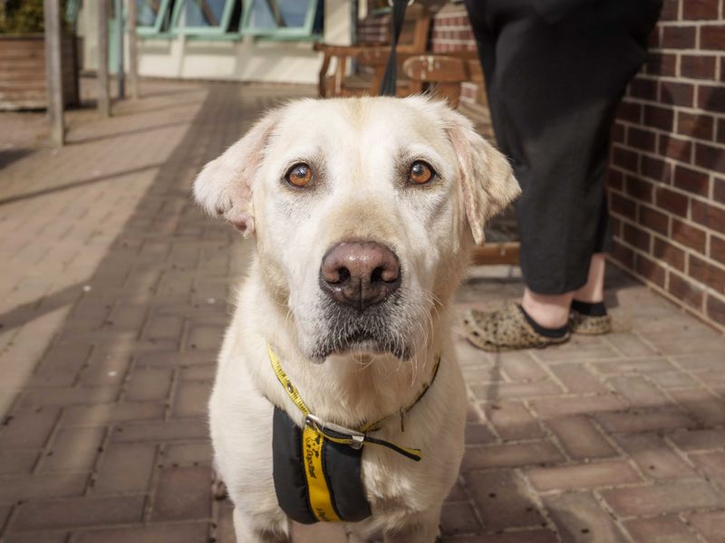 Tilly | Retriever (Golden) Cross | Loughborough - 1