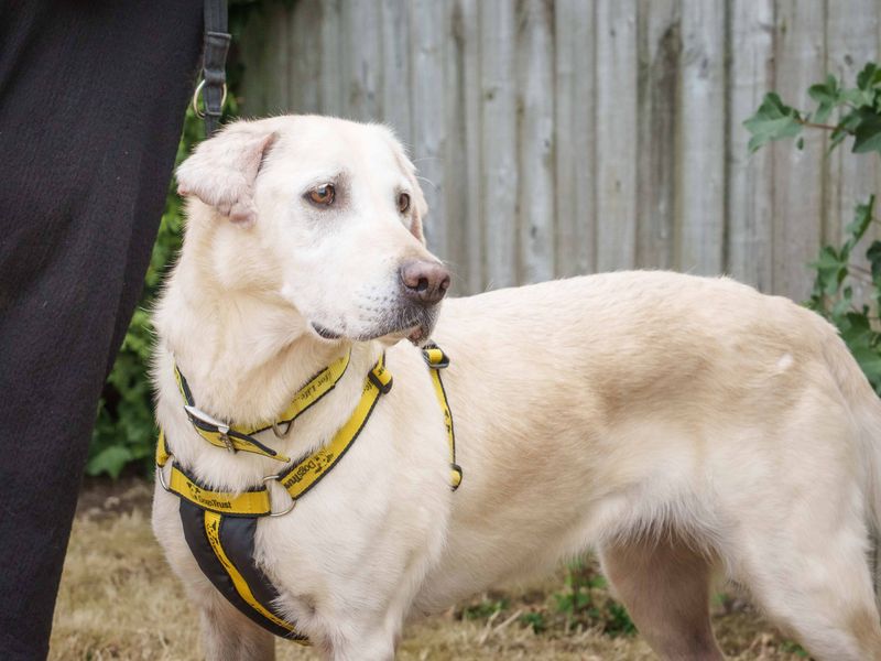 Tilly | Retriever (Golden) Cross | Loughborough - 2