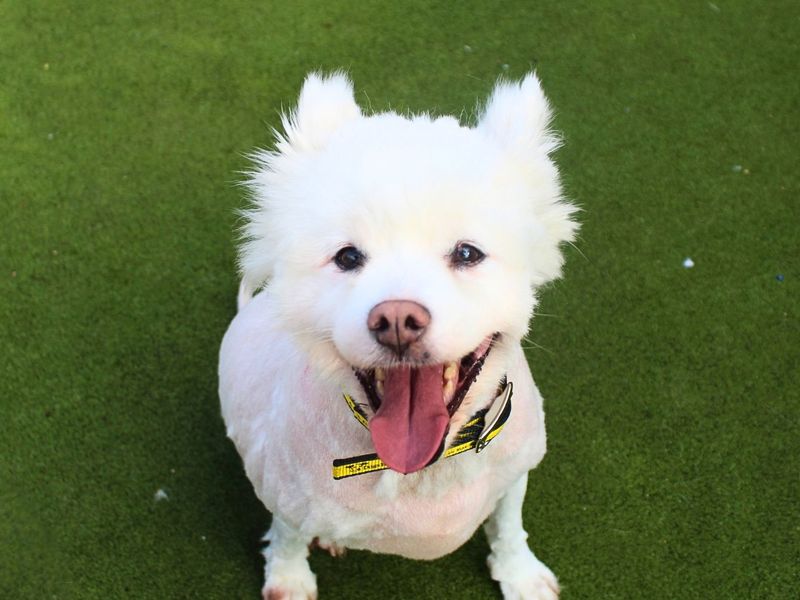 Luna | Alaskan Malamute Cross | Manchester - 2