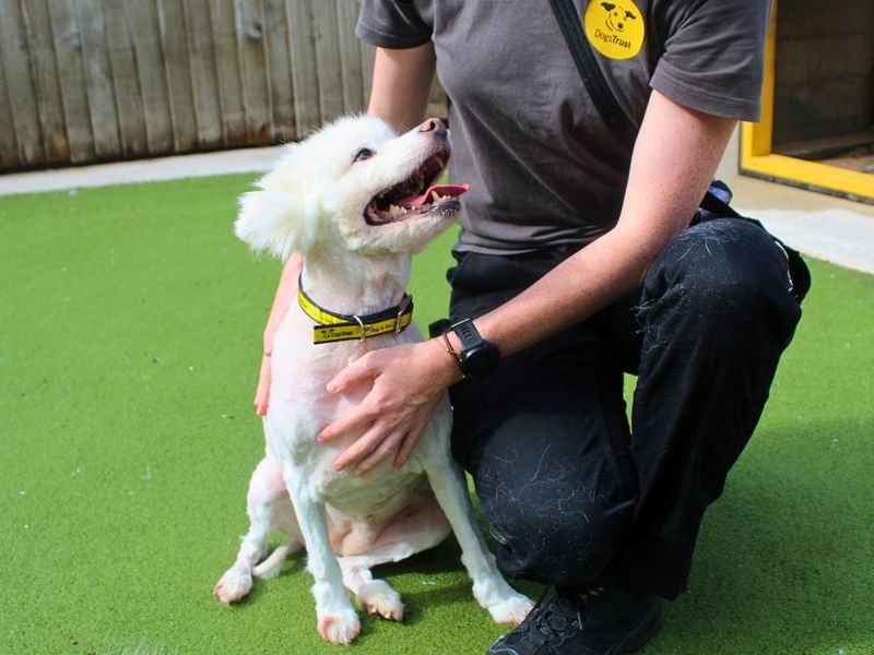 Luna | Alaskan Malamute Cross | Manchester - 7