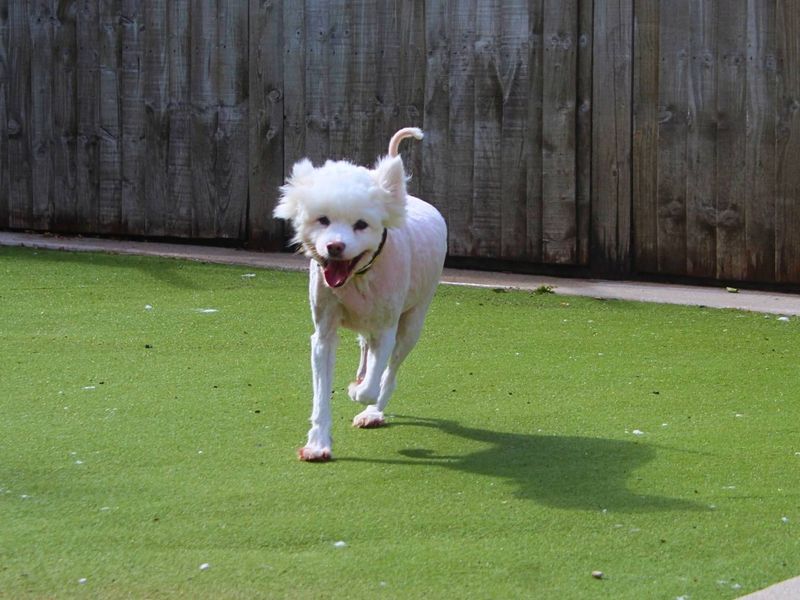 Luna | Alaskan Malamute Cross | Manchester - 8