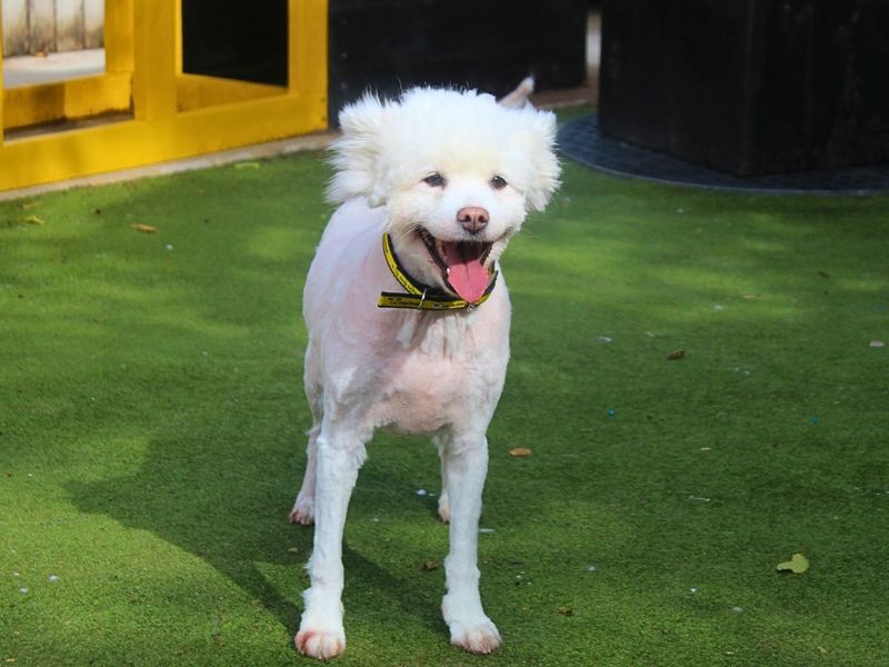 Luna | Alaskan Malamute Cross | Manchester - 9
