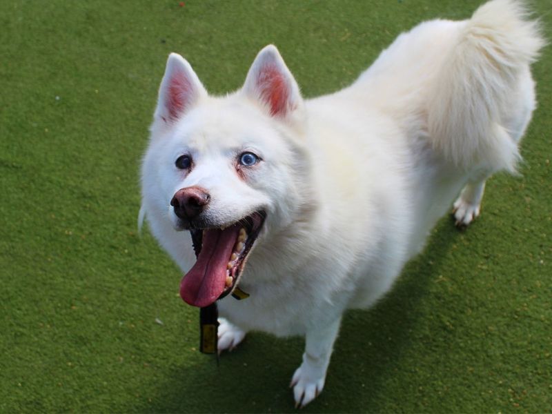 Connor | American Akita Cross | Manchester - 6
