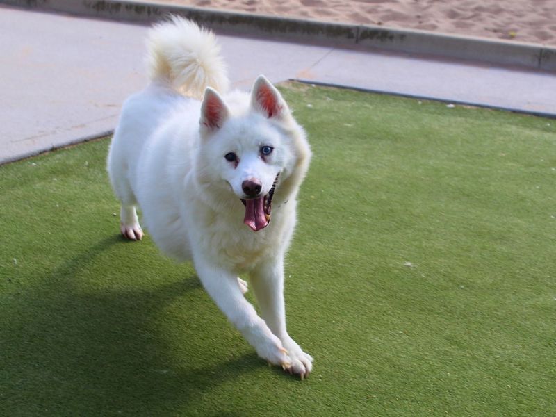 Connor | American Akita Cross | Manchester - 4