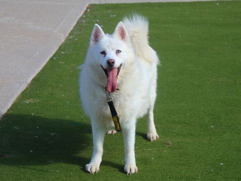 Connor | American Akita Cross | Manchester - 5