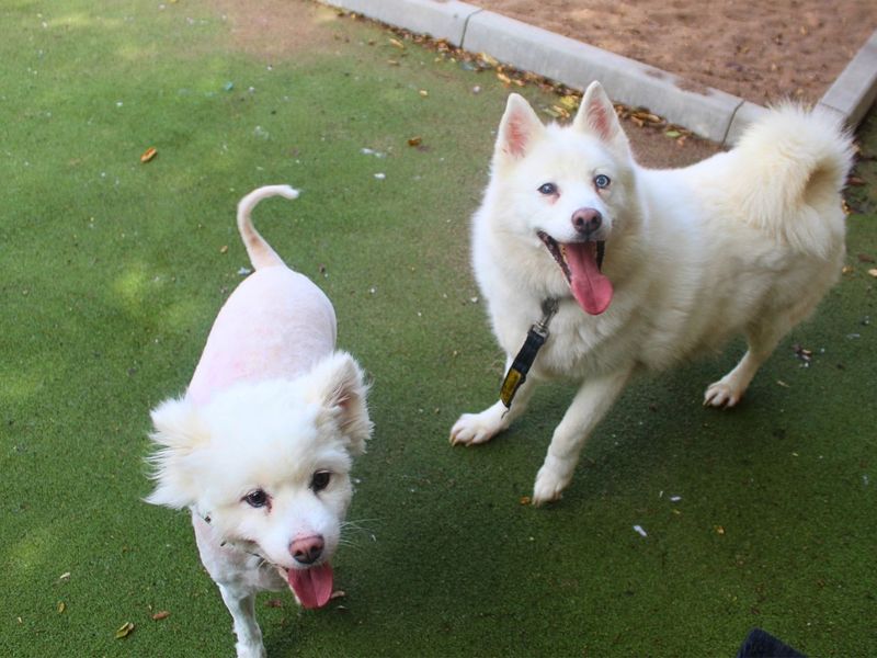 Connor | American Akita Cross | Manchester - 7