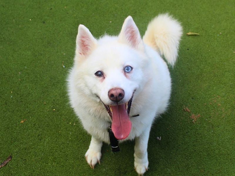 Connor | American Akita Cross | Manchester - 3