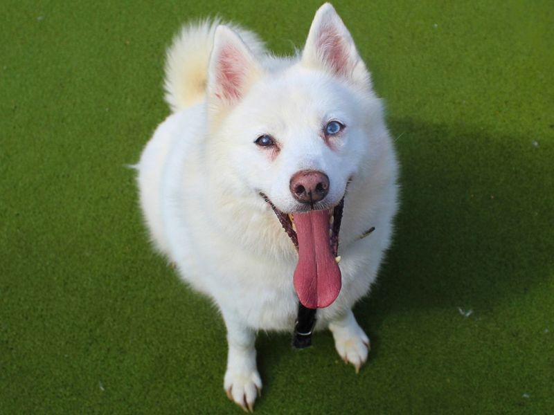 Connor | American Akita Cross | Manchester - 2