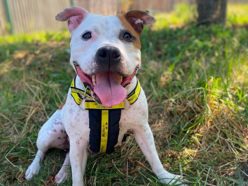 Staffordshire Bull Terrier Dogs And Puppies For Adoption