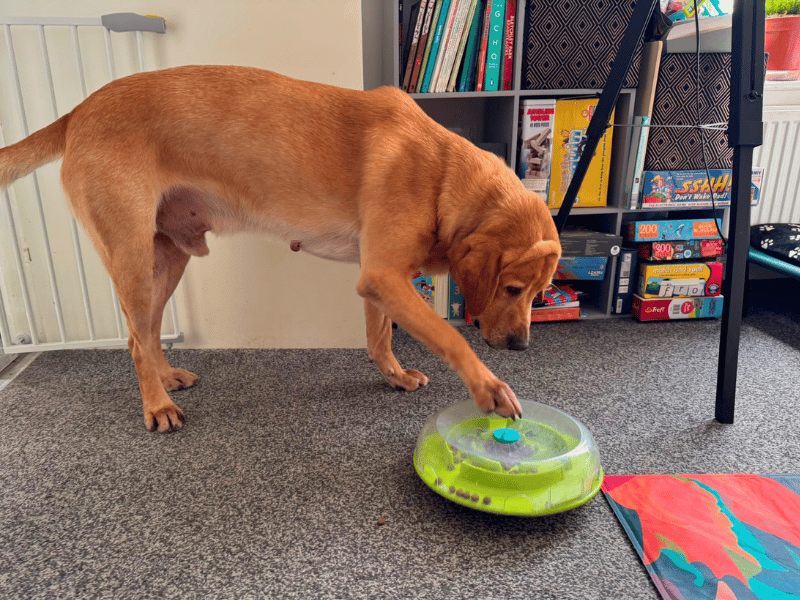 Charlie | Retriever (Labrador) | Dundee - 5