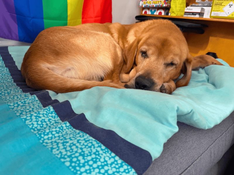 Charlie | Retriever (Labrador) | Dundee - 4
