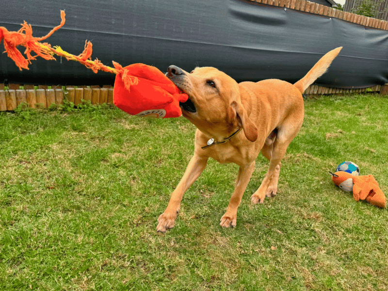 Charlie | Retriever (Labrador) | Dundee - 3