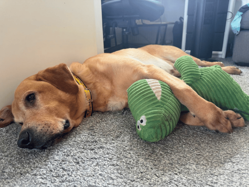 Charlie | Retriever (Labrador) | Dundee - 7