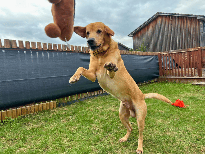Charlie | Retriever (Labrador) | Dundee - 6