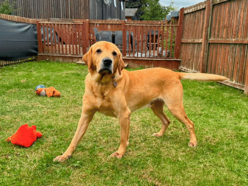 Charlie | Retriever (Labrador) | Dundee - 1