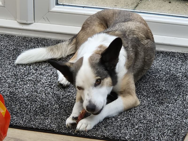 Alina | Collie (Smooth) Cross | Shoreham (Sussex) - 7