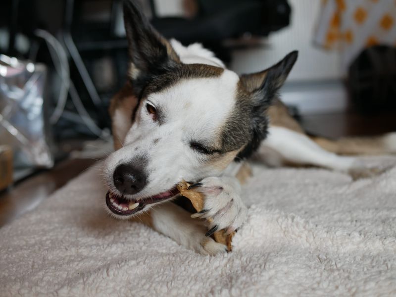 Alina | Collie (Smooth) Cross | Shoreham (Sussex) - 2