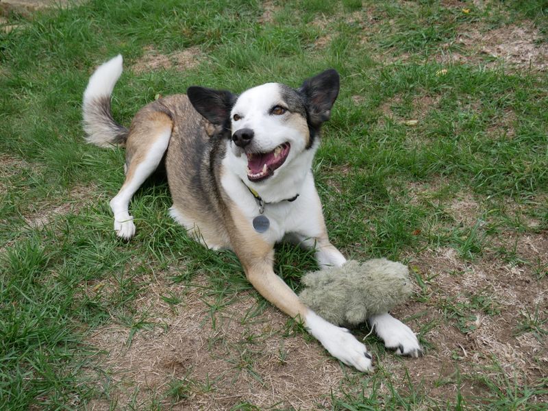 Alina | Collie (Smooth) Cross | Shoreham (Sussex) - 3