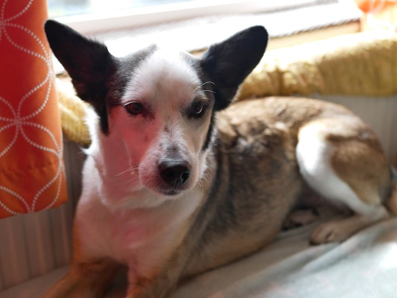 Alina | Collie (Smooth) Cross | Shoreham (Sussex) - 5