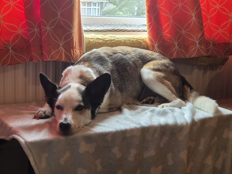 Alina | Collie (Smooth) Cross | Shoreham (Sussex) - 1