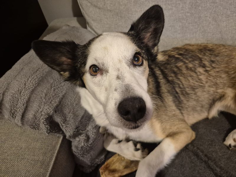 Alina | Collie (Smooth) Cross | Shoreham (Sussex) - 6