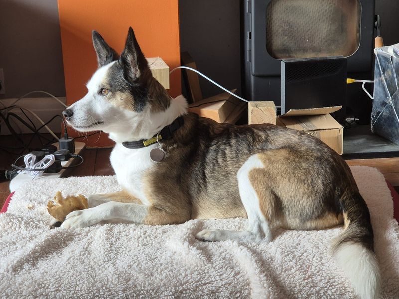 Alina | Collie (Smooth) Cross | Shoreham (Sussex) - 8