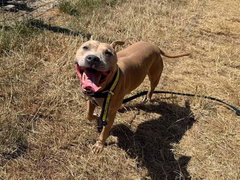 Crunchie | Terrier (Staffordshire Bull) | Cardiff - 3