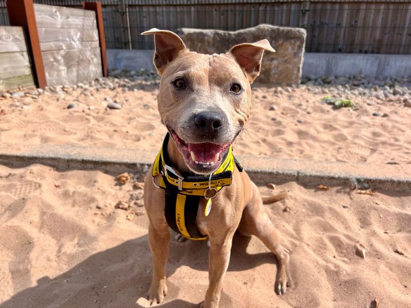 Crunchie | Terrier (Staffordshire Bull) | Cardiff - 2