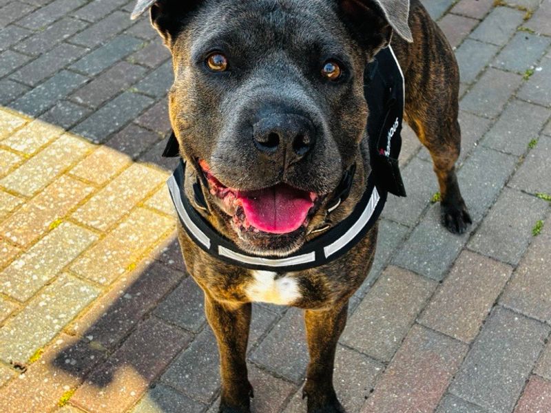 Arlo | Terrier (Staffordshire Bull) | Newbury (Berkshire) - 2