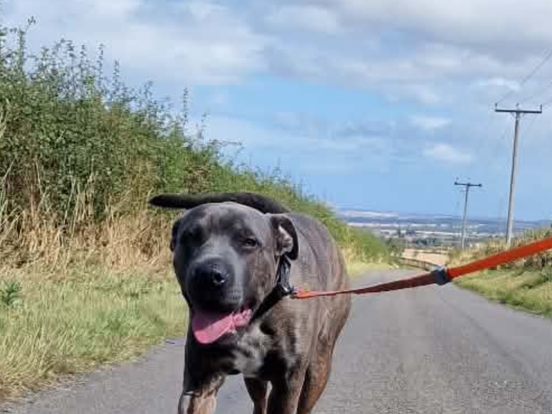 Arlo | Terrier (Staffordshire Bull) | Newbury (Berkshire) - 3