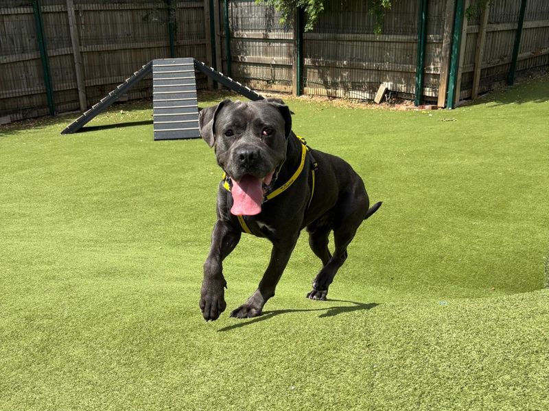 Frank | Italian Corso Dog | Harefield West London - 2