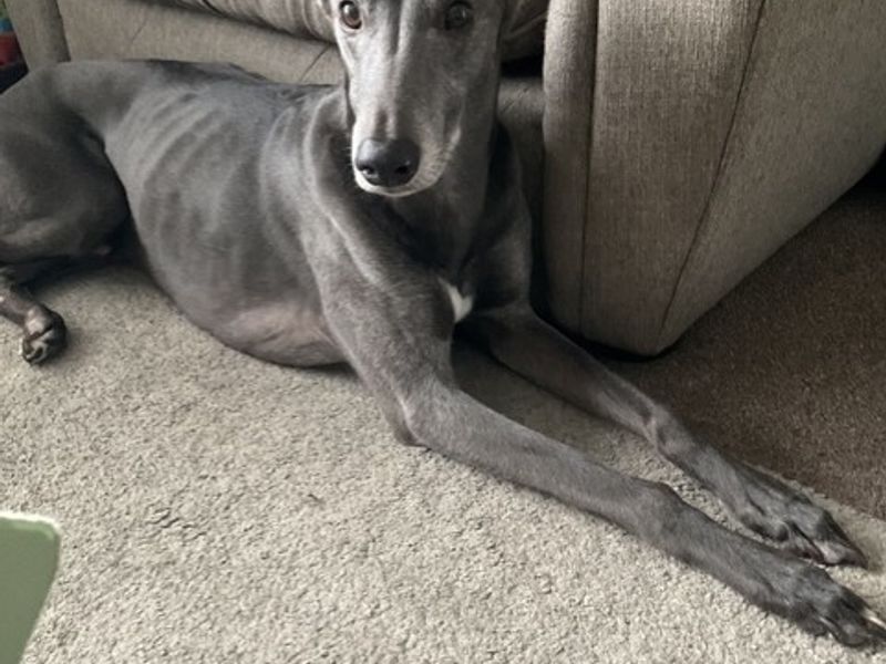 Magnus | Lurcher | Shrewsbury (Shropshire) - 2