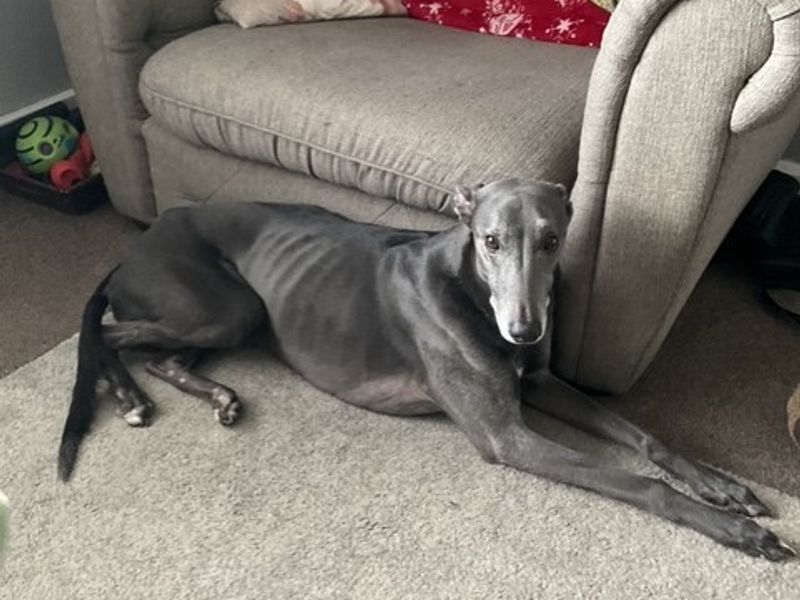 Magnus | Lurcher | Shrewsbury (Shropshire) - 1