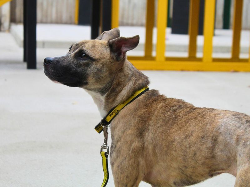 Luna | Terrier (American Staffordshire) Cross | Manchester - 2
