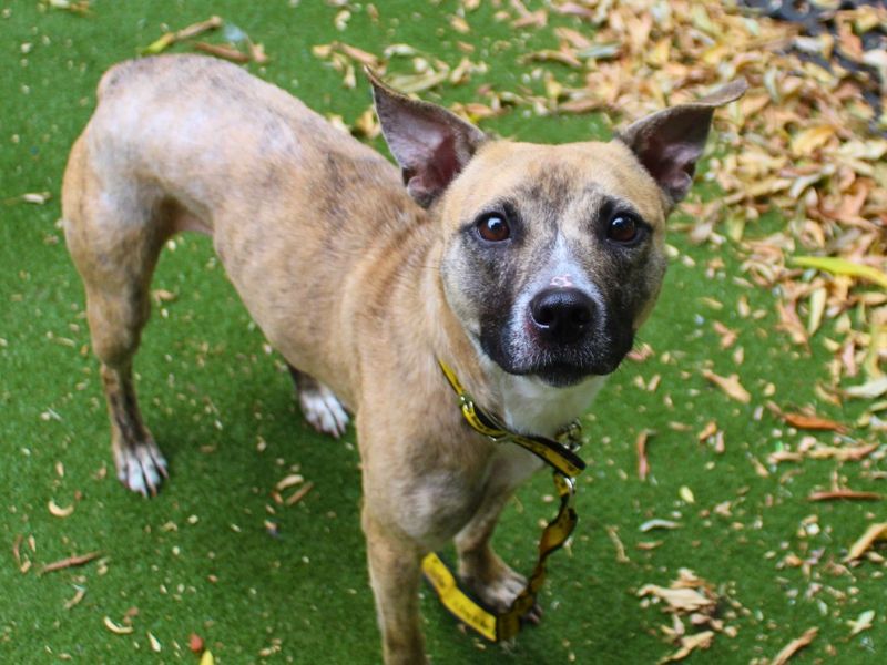 Luna | Terrier (American Staffordshire) Cross | Manchester - 5