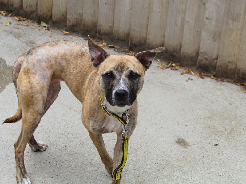 Luna | Terrier (American Staffordshire) Cross | Manchester - 6