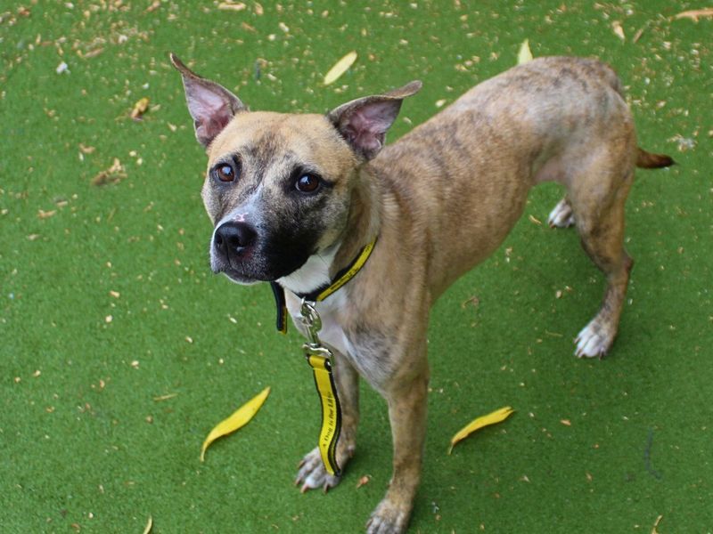 Luna | Terrier (American Staffordshire) Cross | Manchester - 3