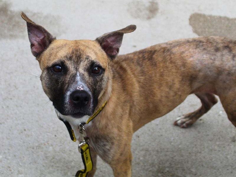 Luna | Terrier (American Staffordshire) Cross | Manchester - 4
