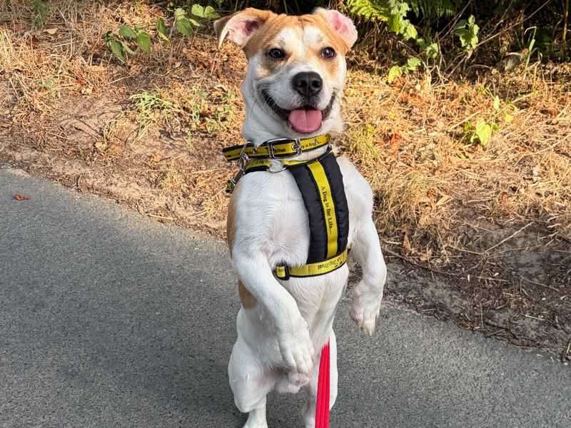 Ziggy | Terrier (Jack Russell) Cross | Snetterton (Norfolk) - 2