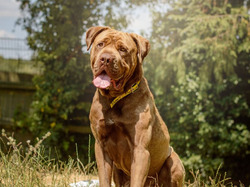 Bug | Mastiff Cross | Kenilworth (West Midlands) - 3