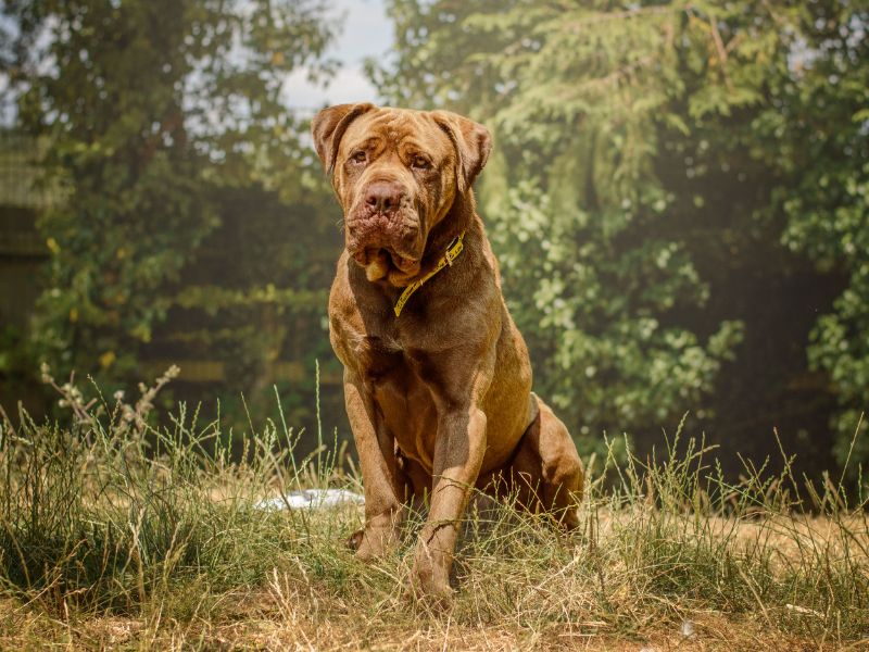 Bug | Mastiff Cross | Kenilworth (West Midlands) - 2