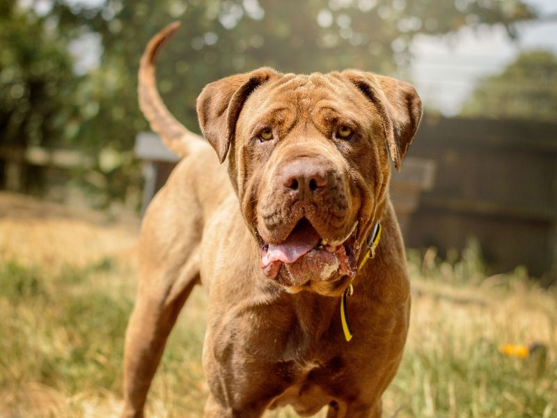 Bug | Mastiff Cross | Kenilworth (West Midlands) - 4