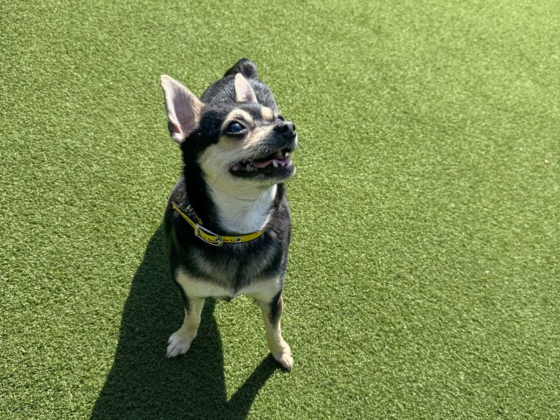 Cookie | Chihuahua (Smooth Coat) | Basildon (Essex) - 4
