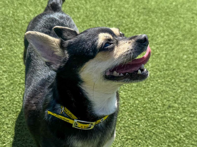Cookie | Chihuahua (Smooth Coat) | Basildon (Essex) - 5