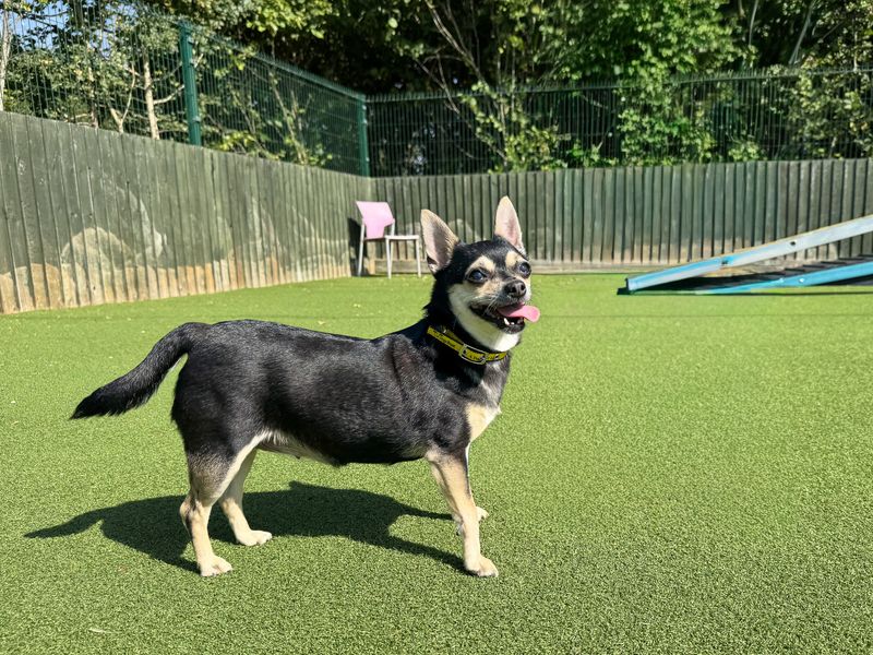 Cookie | Chihuahua (Smooth Coat) | Basildon (Essex) - 1