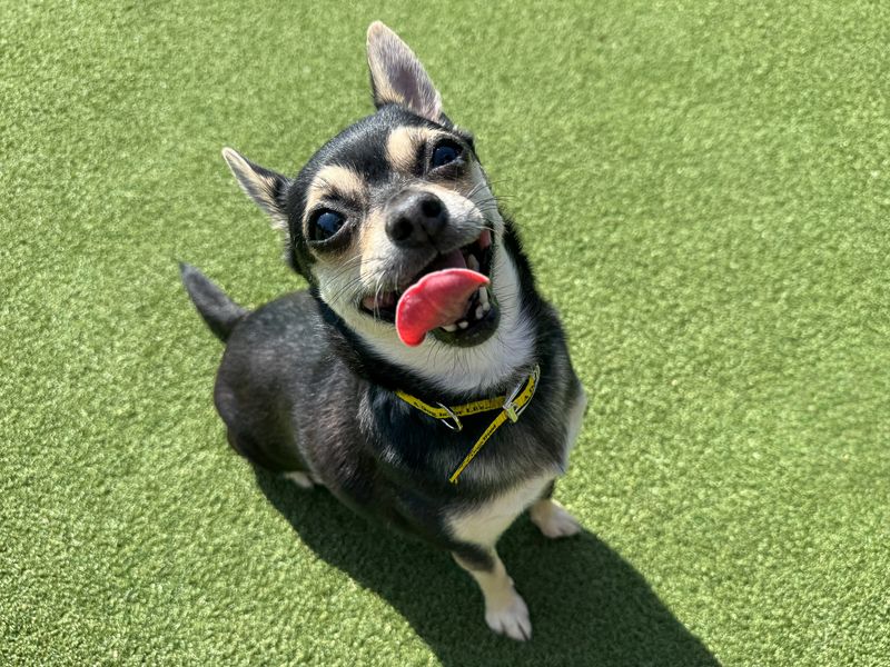 Cookie | Chihuahua (Smooth Coat) | Basildon (Essex) - 7