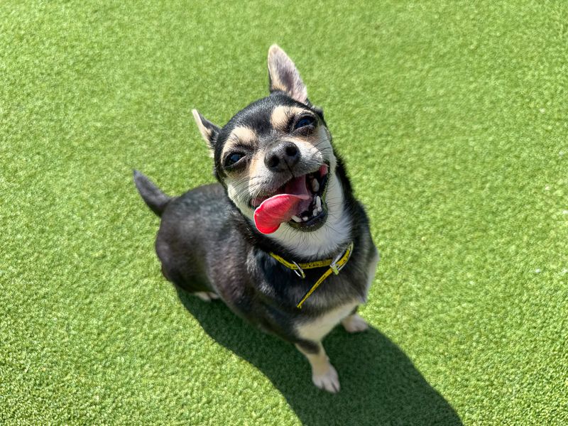 Cookie | Chihuahua (Smooth Coat) | Basildon (Essex) - 2