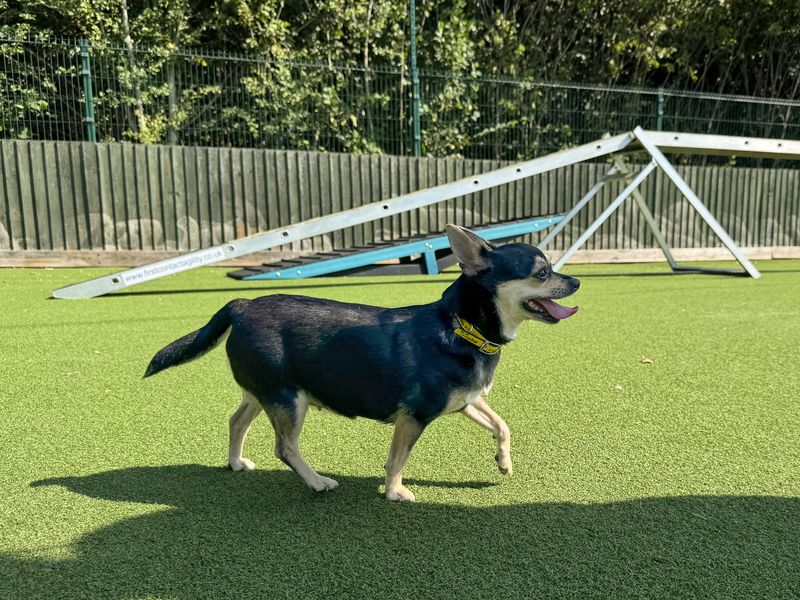 Cookie | Chihuahua (Smooth Coat) | Basildon (Essex) - 3
